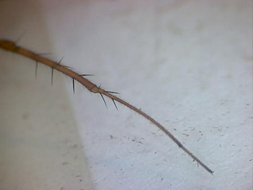 Metellina segmentata