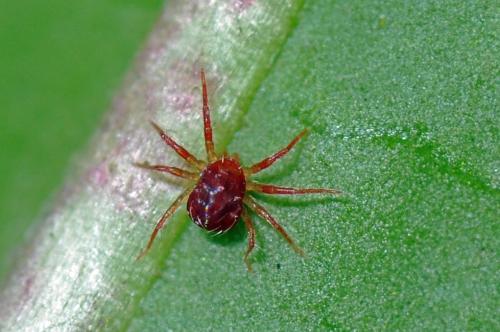 Anystis sp.