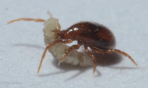Pergamasus sp.
