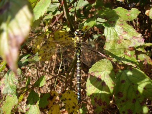 Aeshna cyanea