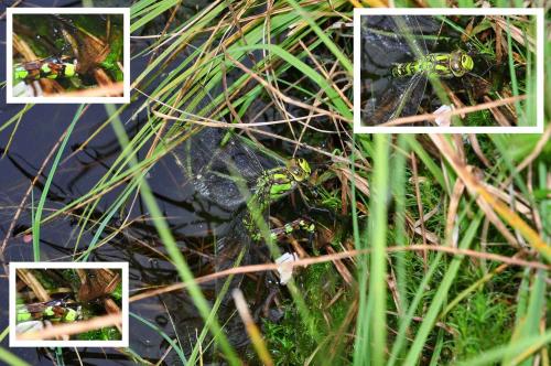 Aeshna cyanea