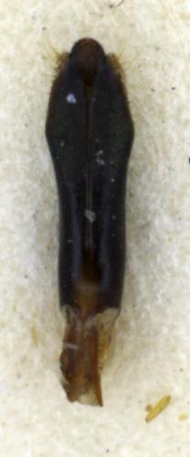 Réf. 79 229 : Agrilus viridis