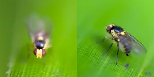 Liriomyza sp.