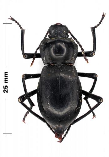 Réf. 79 205 : Cyphogenia sp.