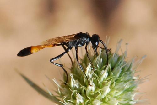 Ammophila campestris