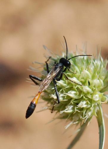 Ammophila campestris