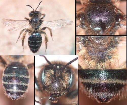 Andrena flavipes