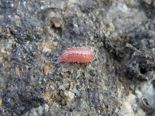 Androniscus dentiger