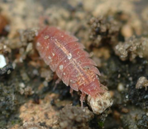 Androniscus dentiger