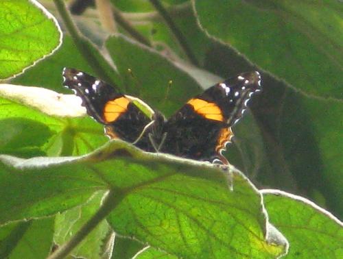 Antanartia borbonica