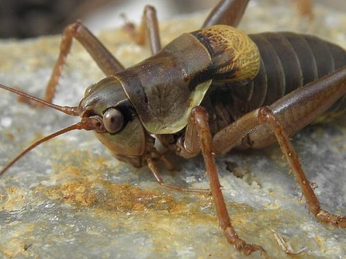 Réf. 79 160 : Antaxius sorrezensis