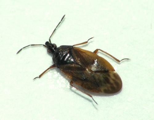 Acompocoris alpinus