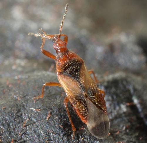 Anthocoris sp.