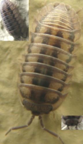 Armadillidium nasatum