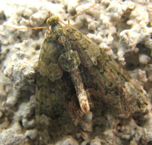 Chloroclysta siterata