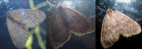 Operophtera brumata
