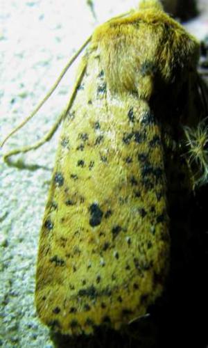 Réf. 79 038 : Conistra rubiginea
