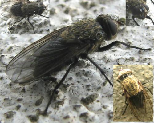 Pollenia sp.
