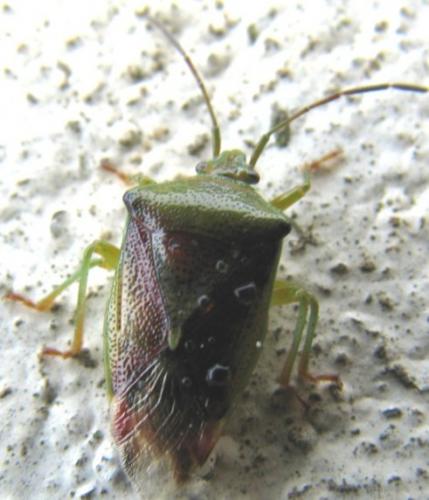 Elasmostethus sp.
