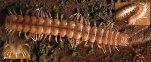 Réf. 79 786 : Propolydesmus testaceus