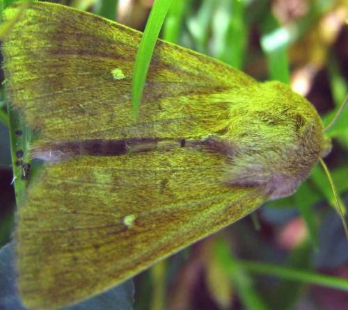 Mythimna albipuncta