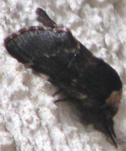 Poecilocampa populi