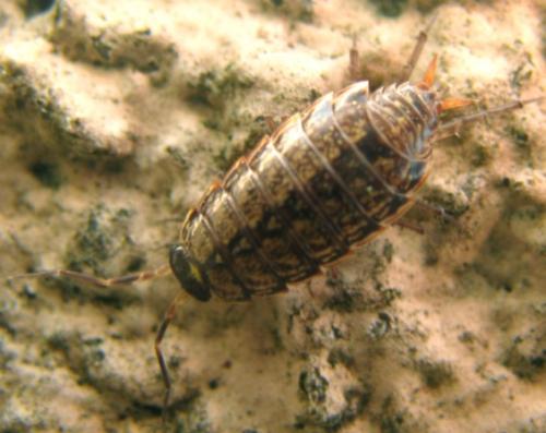 Philoscia muscorum
