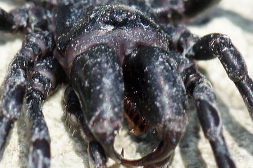 Atypus affinis