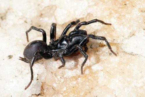 Réf. 79 036 : Atypus piceus
