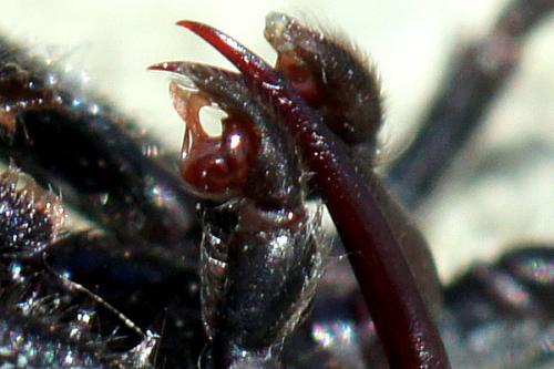 Atypus affinis