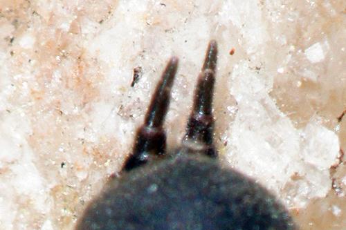 Atypus piceus