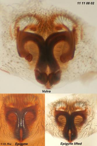 Agroeca brunnea