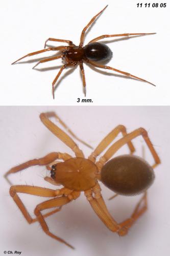 Tallusia experta