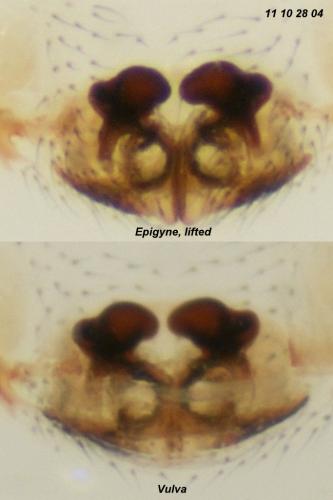 Réf. 79 880 : Dicymbium nigrum
