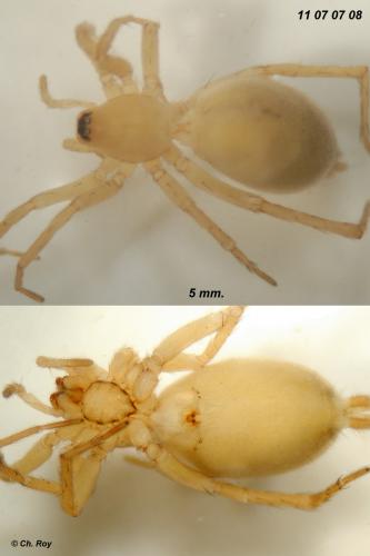Leptodrassus albidus