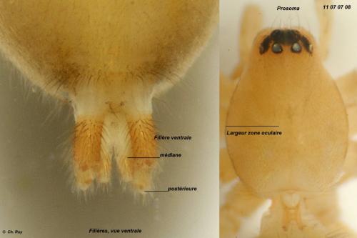 Réf. 79 125 : Leptodrassus albidus