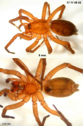 Agroeca brunnea