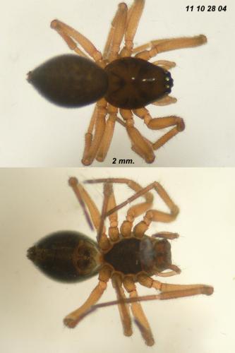 Réf. 79 879 : Dicymbium nigrum