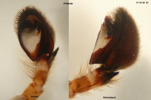 Zoropsis spinimana