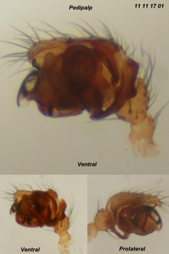 Porrhomma microphthalmum