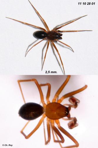 Réf. 79 091 : Diplostyla concolor