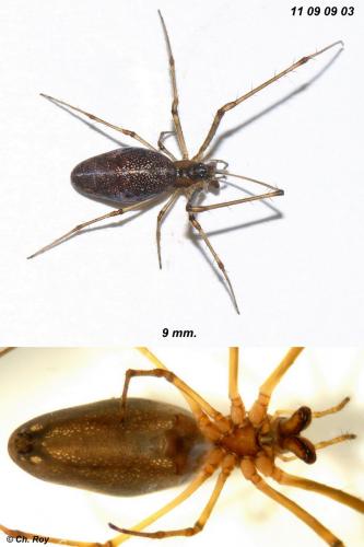 Tetragnatha nigrita