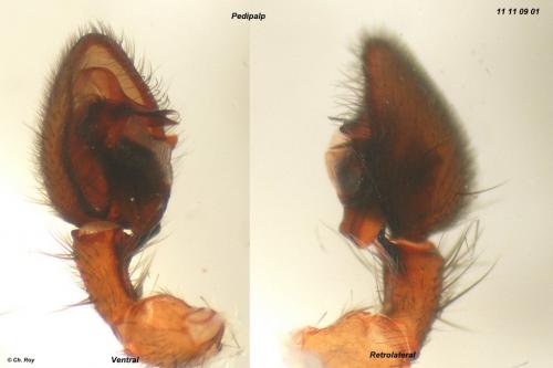 Réf. 79 339 : Agroeca brunnea