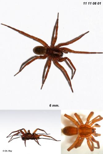 Agroeca brunnea