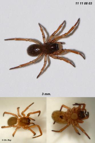 Robertus lividus