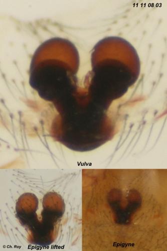 Robertus lividus