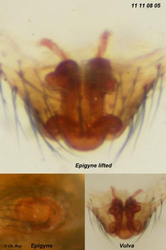 Réf. 79 390 : Tallusia experta