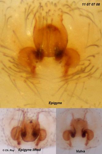 Réf. 79 126 : Leptodrassus albidus