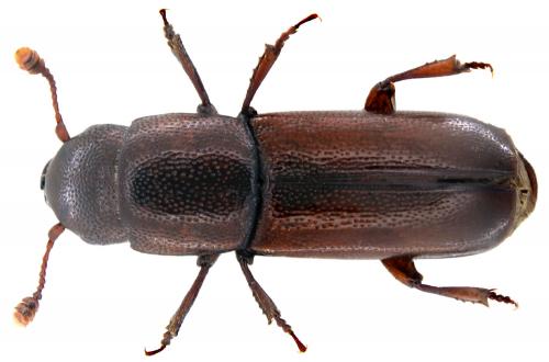 Pityophagus ferrugineus