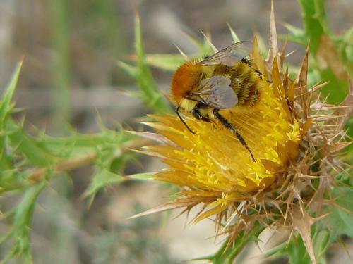 Bombus humilis